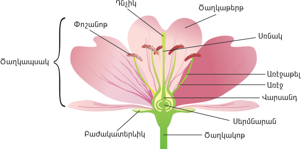 Image result for ծաղկի  կառուցվածքը